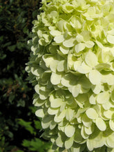 products/Hydrangeapaniculata_Limelight_075c942b-9859-4b8f-9dd6-9977283671ab.webp